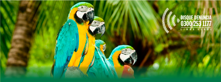 Papagaio e coleiros são resgatados de cativeiro em São Fidélis